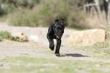 CANE CORSO 417